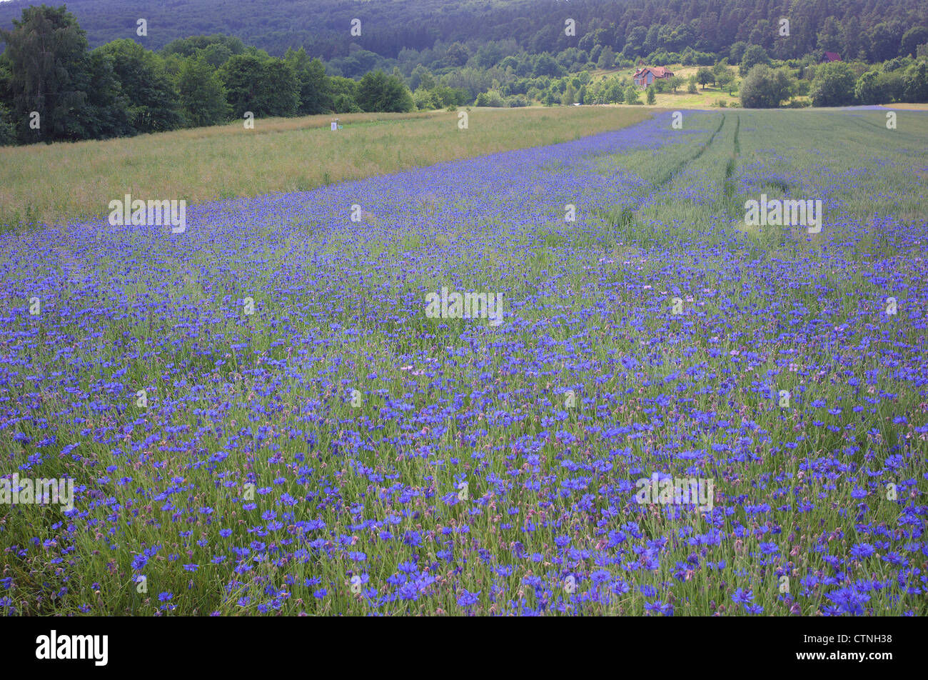 Fleurs de bleuet bleu dans le champ près de mont Sleza Basse Silésie Pologne Banque D'Images