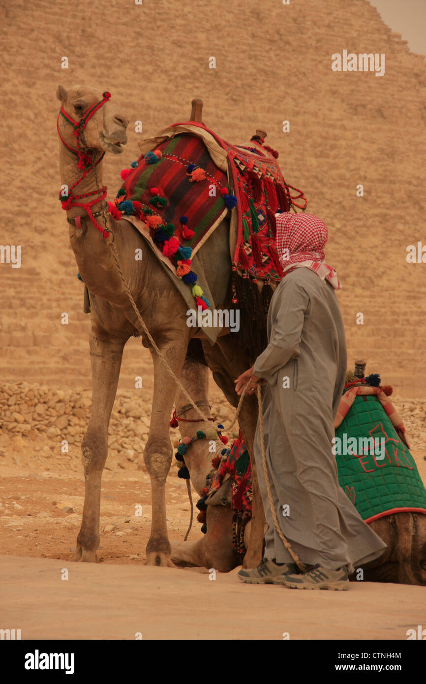 Des chameaux à pyramides de Gizeh, Le Caire, Egypte Banque D'Images