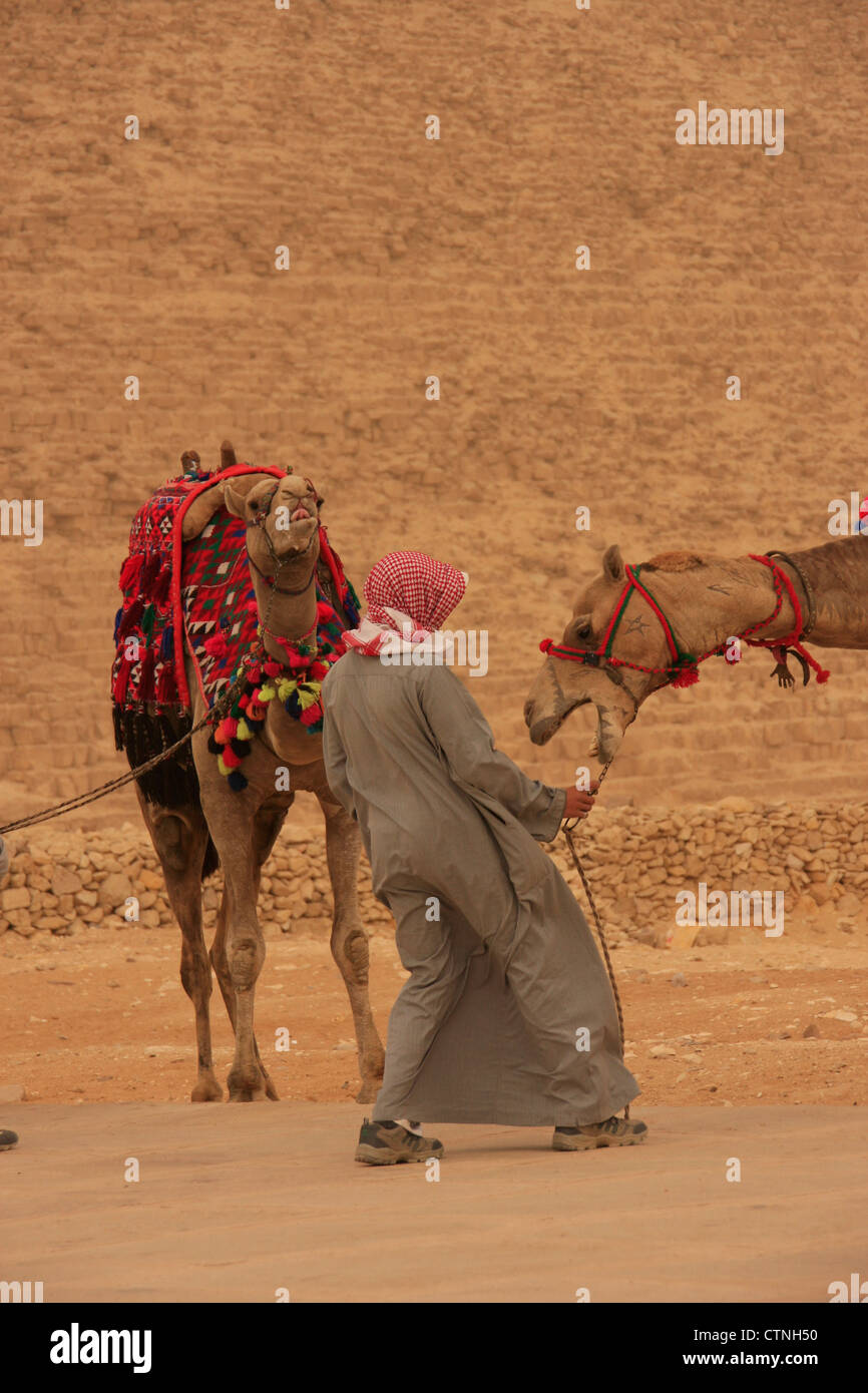 Des chameaux à pyramides de Gizeh, Le Caire, Egypte Banque D'Images