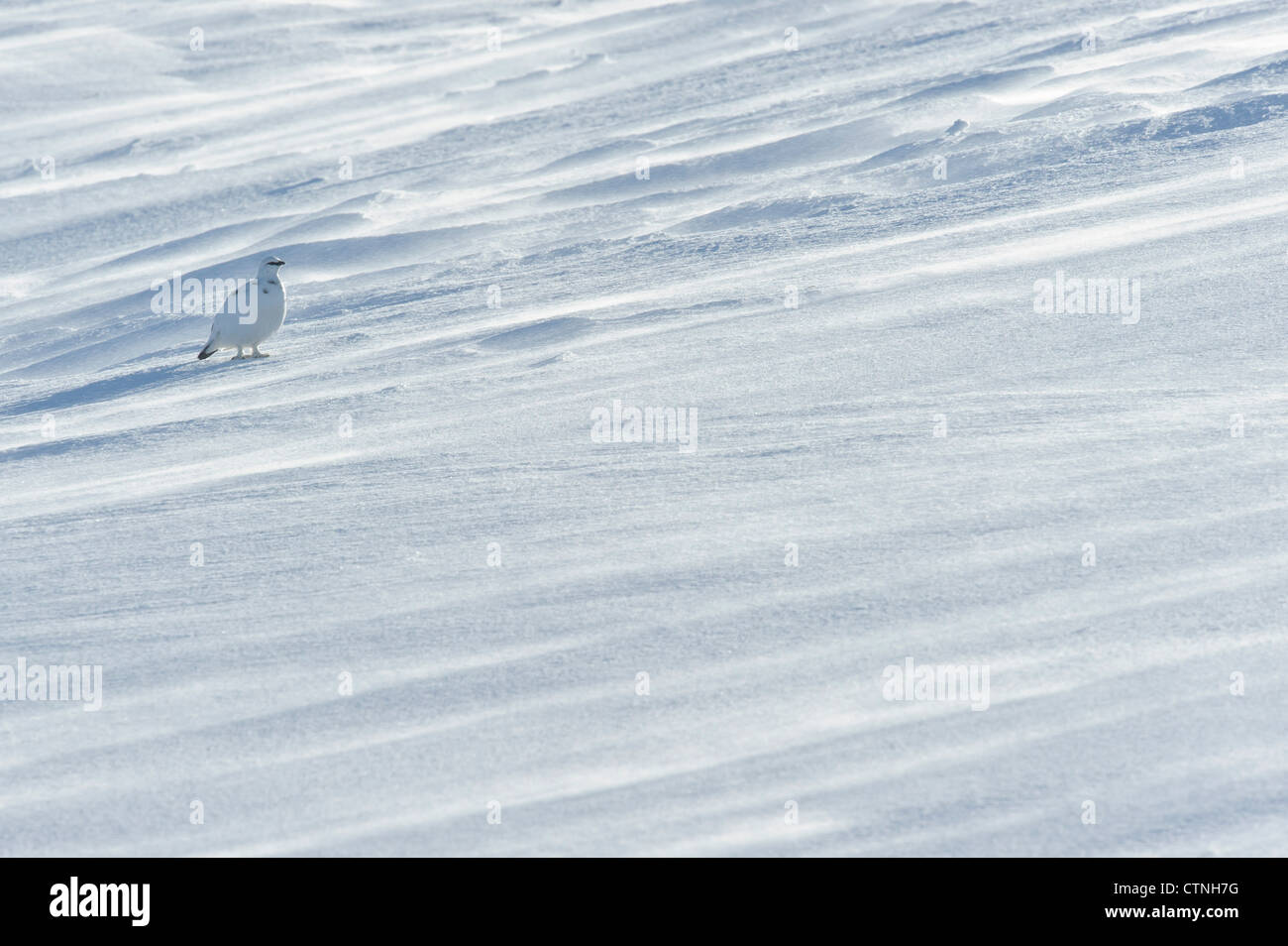 Le lagopède alpin (Lagopus mutus) en plumage d'hiver. Le Parc National de Cairngorms, en Écosse. Février. Banque D'Images