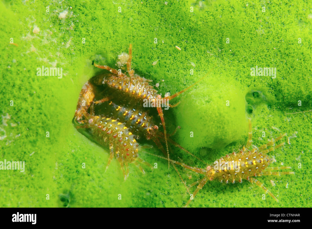 Les amphipodes Banque de photographies et d’images à haute résolution ...