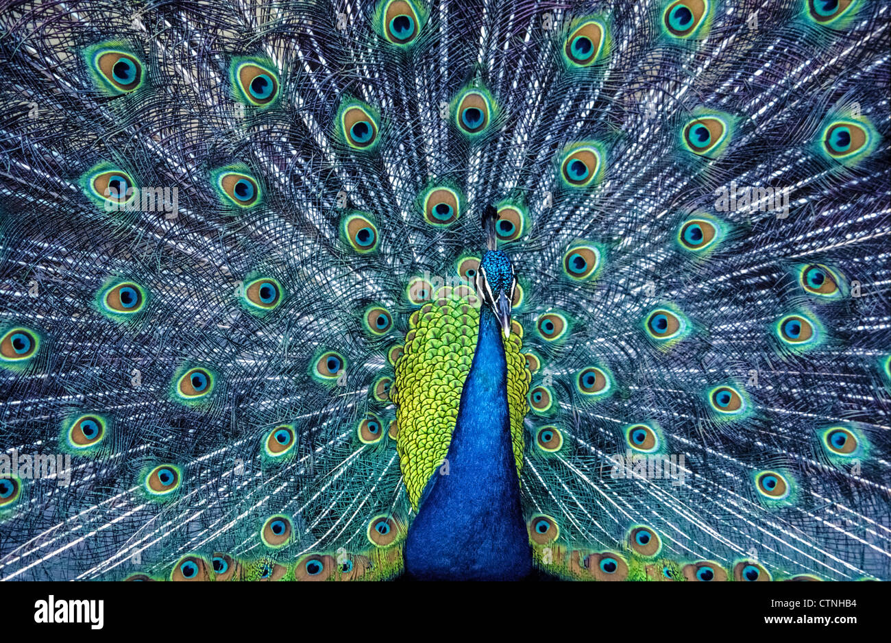 Un paon indien fans ses plumes de queue pour attirer une femelle avec une parade nuptiale de plumage bleu-vert irisé. Banque D'Images