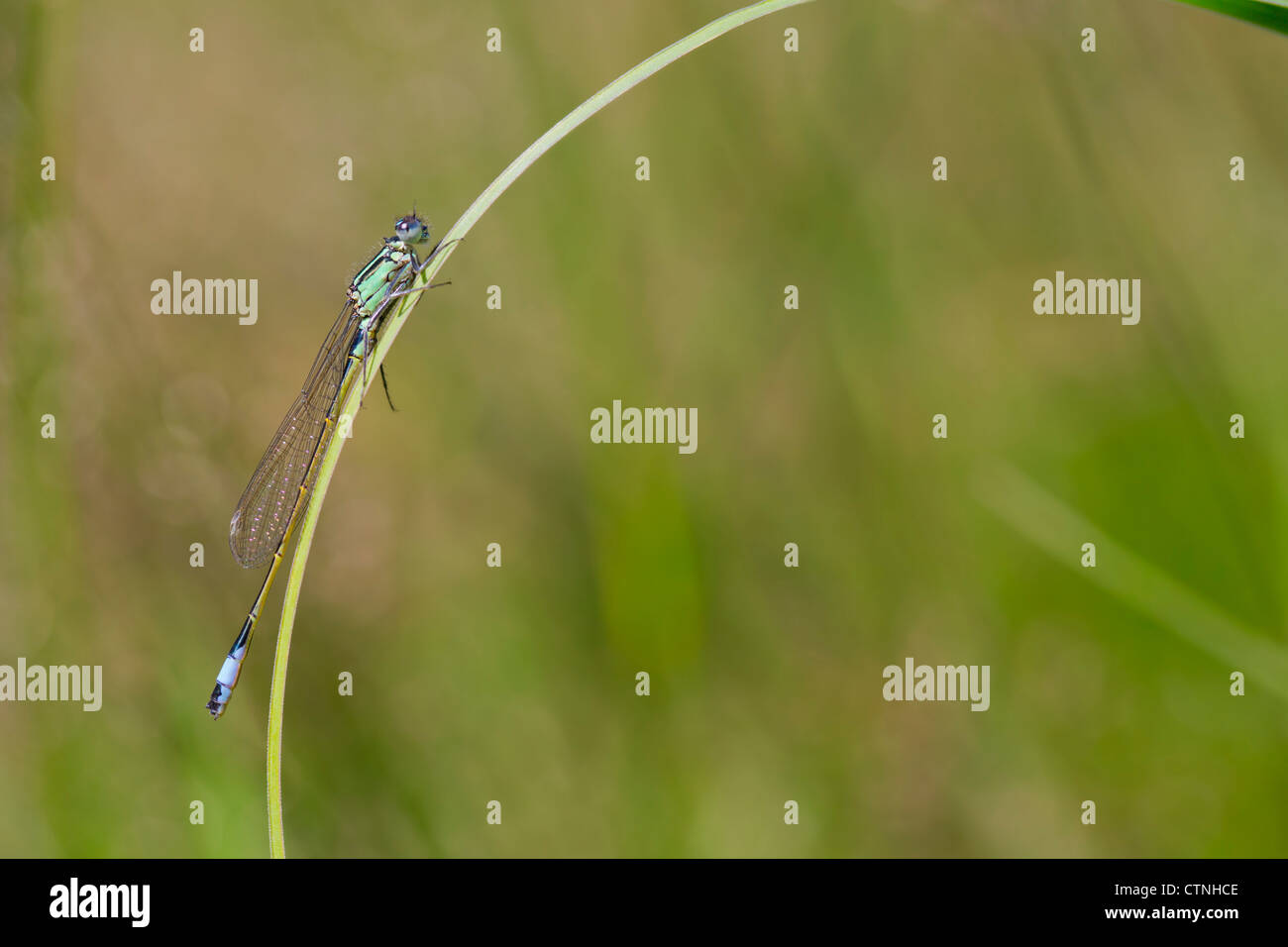 Queue bleu Libellule Ischnura elegans mâle ; ; ; UK Banque D'Images