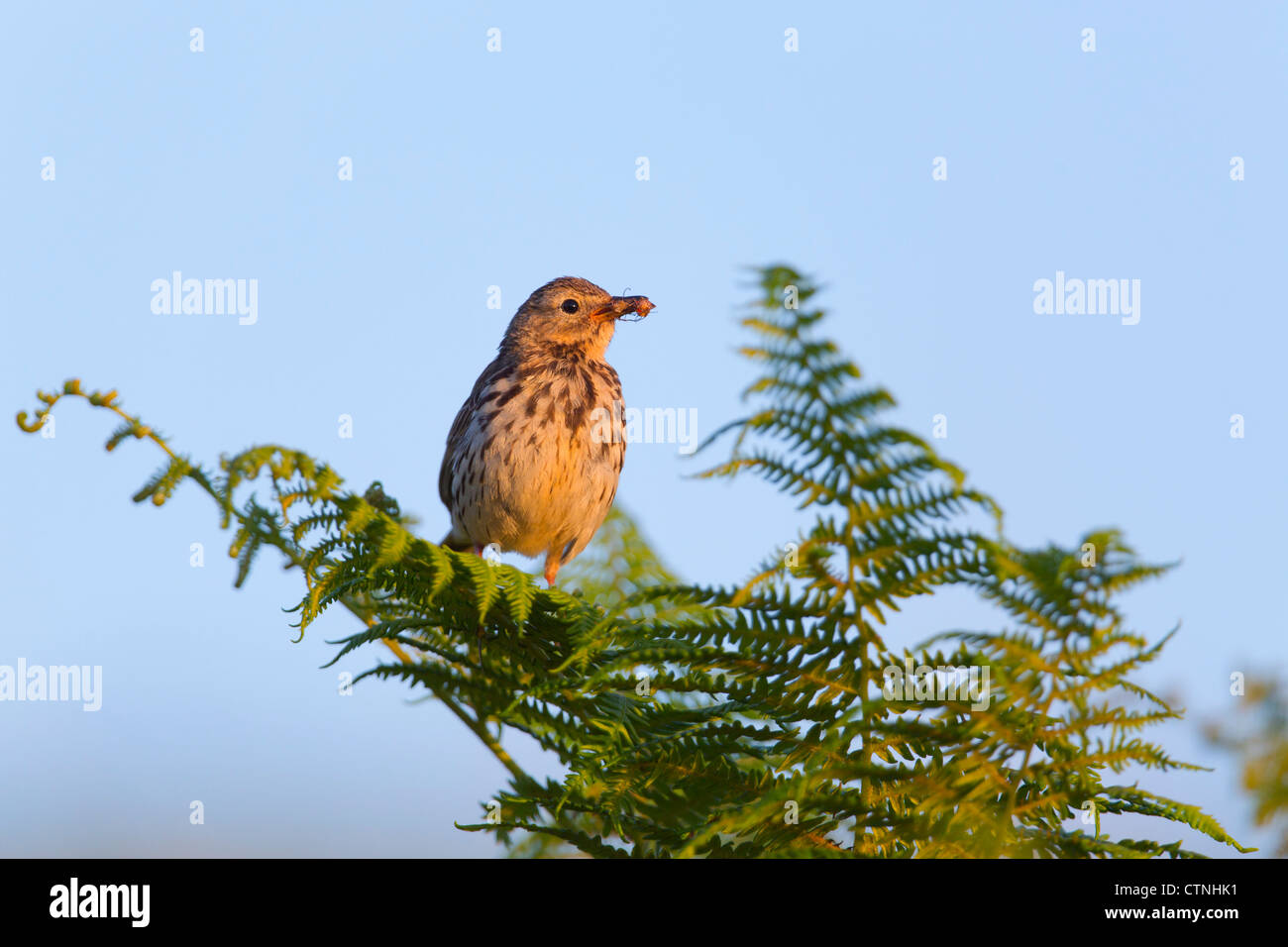 Pipit Anthus pratensis Meadow ; ; ; ; coucher du soleil avec les UK Banque D'Images