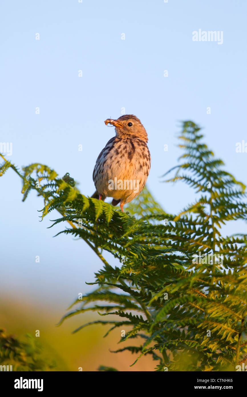 Pipit Anthus pratensis Meadow ; ; ; ; coucher du soleil avec les UK Banque D'Images