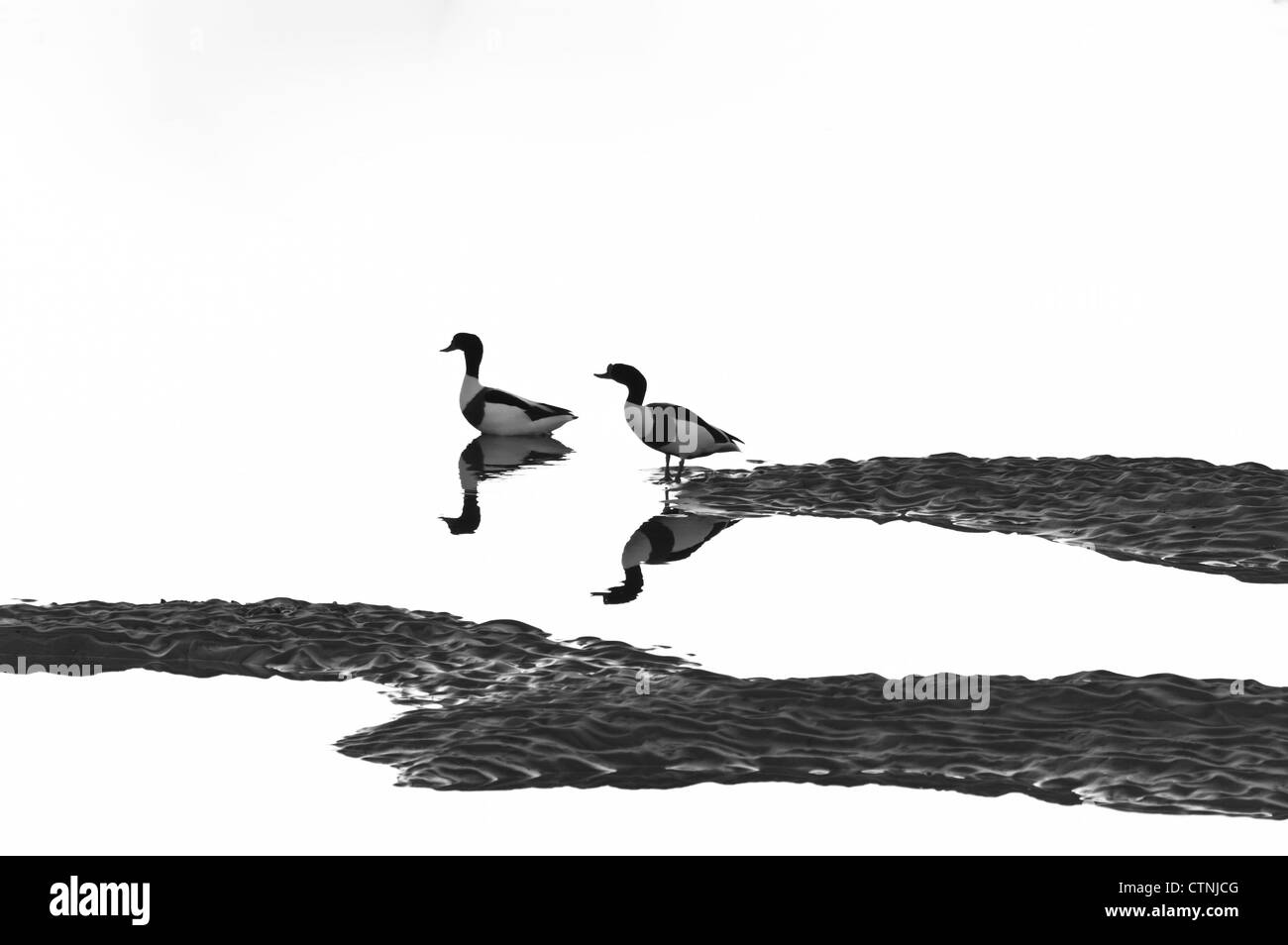 Un mâle et femelle tadorne sur un petit banc près de Liverpool Banque D'Images