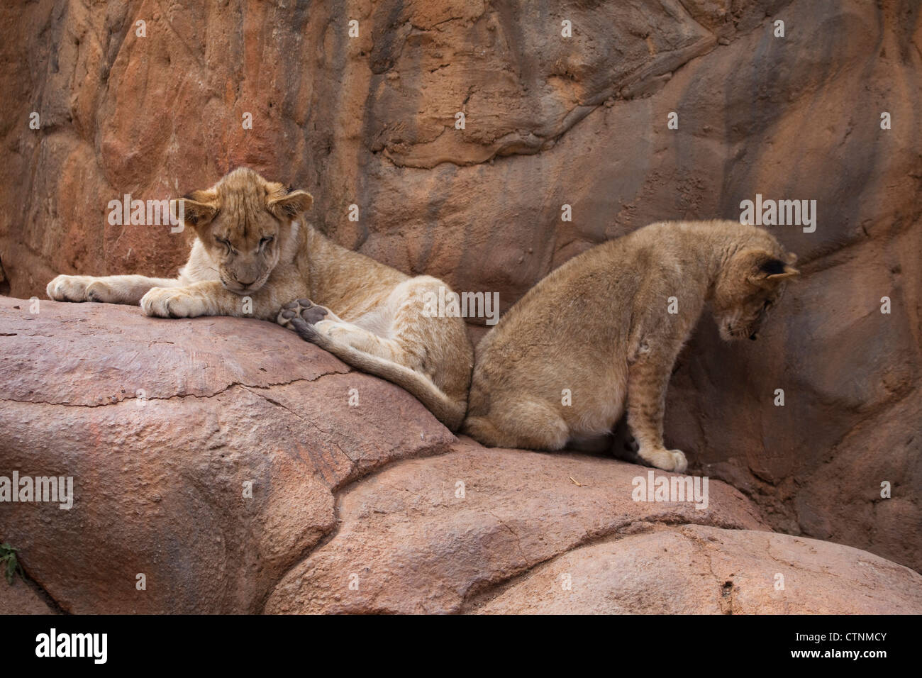 Des lionceaux, Panthera leo, le Lion Park, Johannesburg, Afrique du Sud Banque D'Images