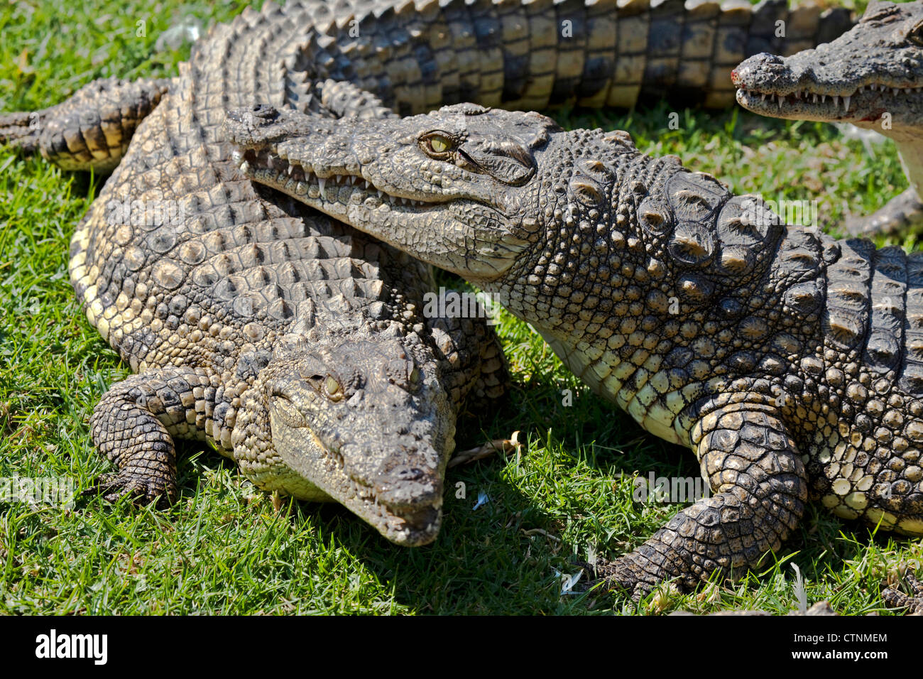 Les crocodiles du Nil, Crocodylus niloticus, ferme aux crocodiles, Johannesburg, Afrique du Sud Banque D'Images