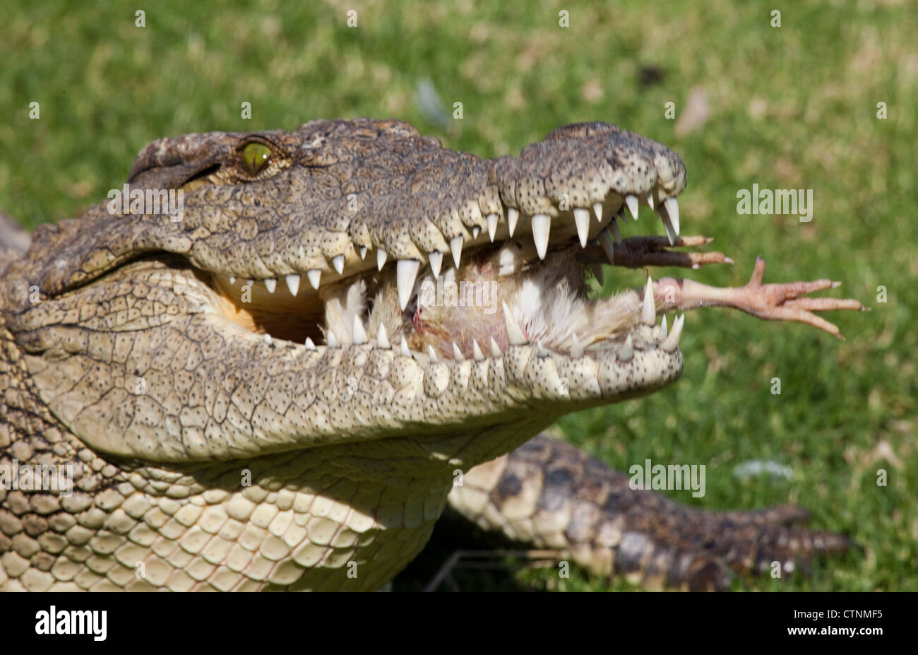 Crocodile du Nil, Crocodylus niloticus, ferme aux crocodiles, Johannesburg, Afrique du Sud Banque D'Images
