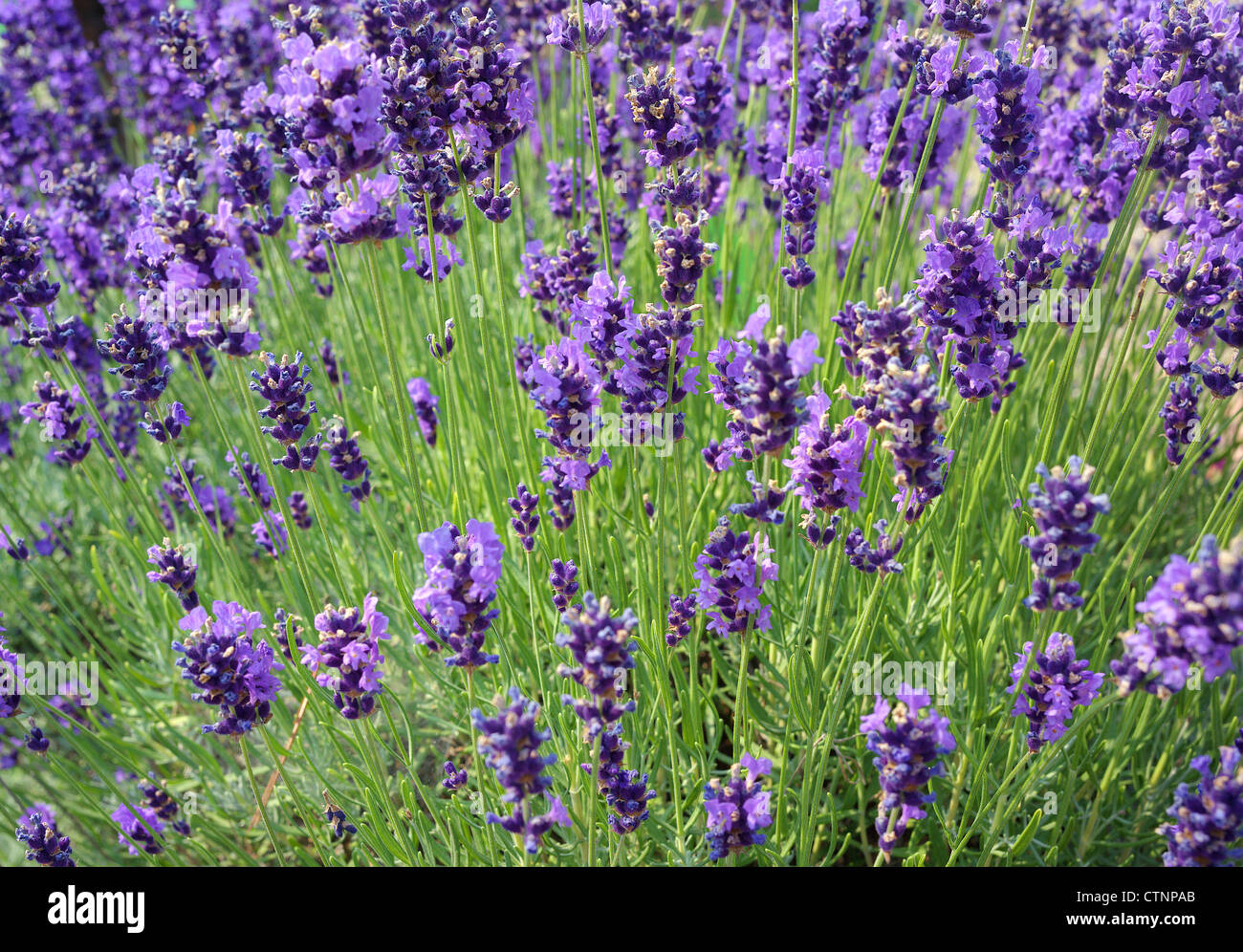 Lavandula angustifolia Lavande en fleurs Banque D'Images