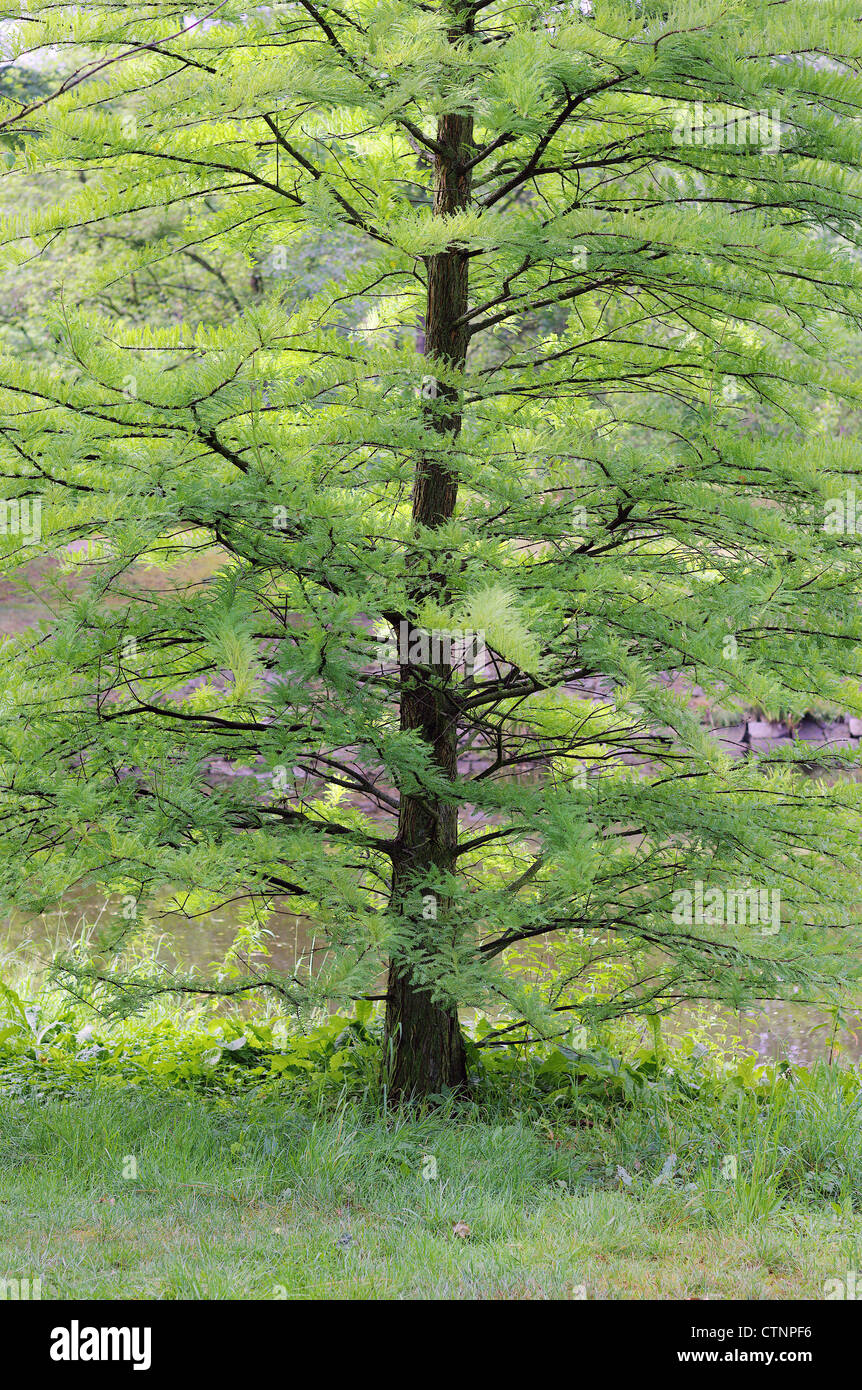 Les jeunes verts frais swamp cypress tree au printemps Taxodium distychum Banque D'Images