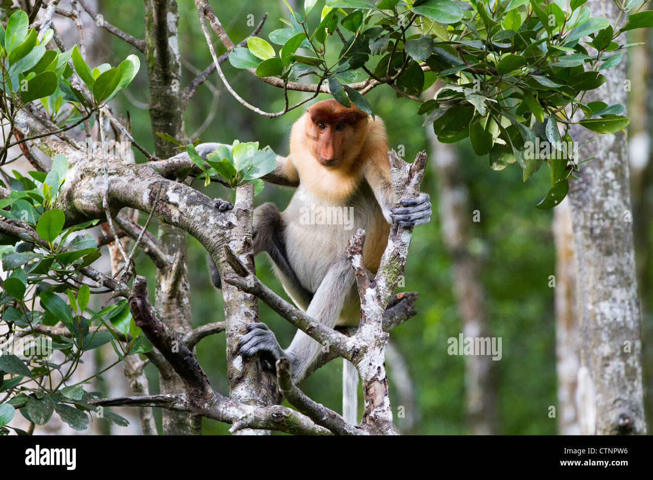 Proboscis Monkey (Nasalis larvatus) mâle dominant, Sabah, Malaisie Banque D'Images