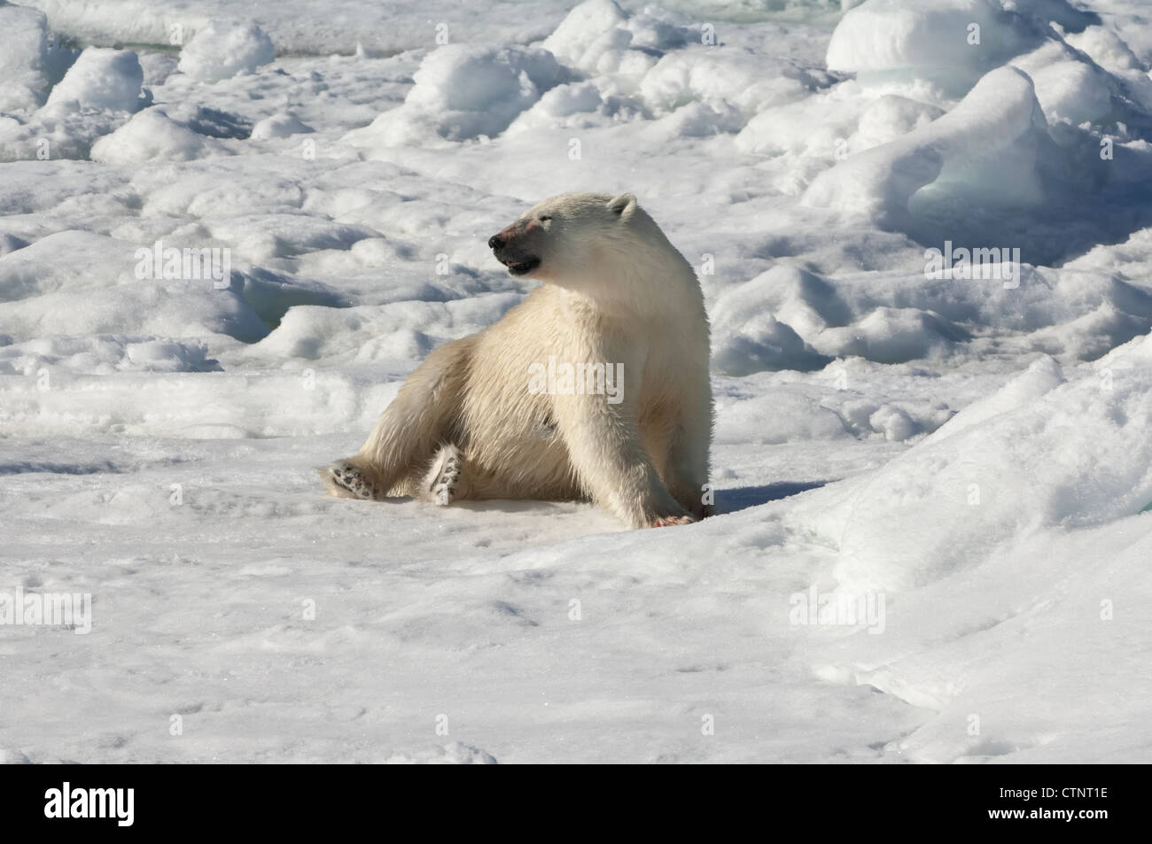 Femme ours polaire (Ursus maritimus) s'étend après un kill, archipel du Svalbard, mer de Barents, Norvège Banque D'Images