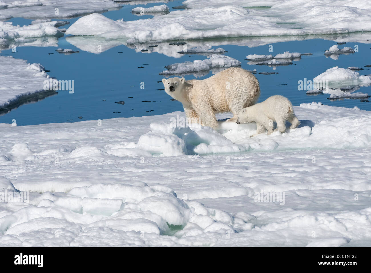Femme ours polaire (Ursus maritimus) avec un cub, archipel du Svalbard, mer de Barents, Norvège Banque D'Images