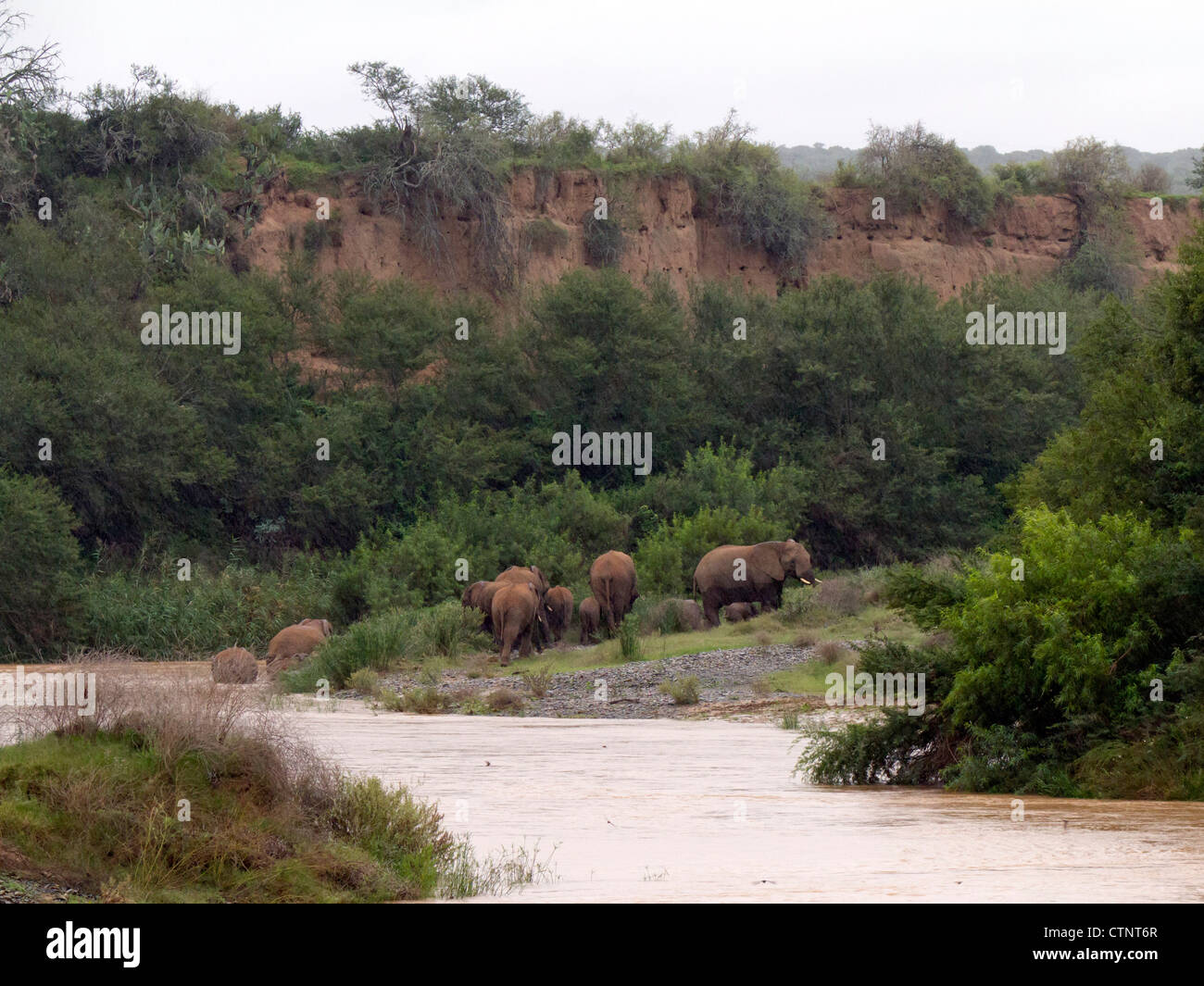 Groupe de la famille des éléphants d'Afrique crossing river in the Rain, Eastern Cape, Afrique du Sud Banque D'Images