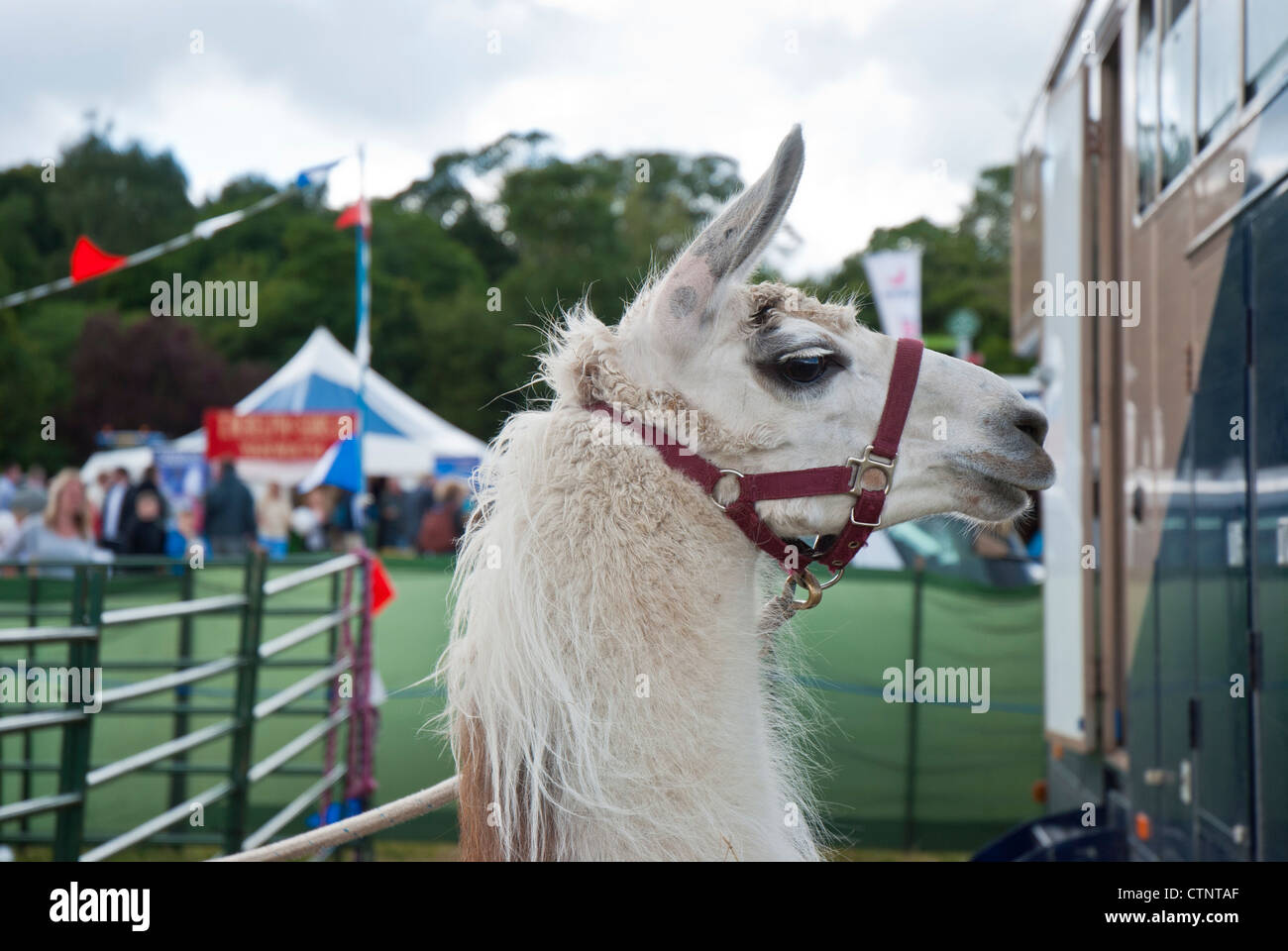 Llama à Penrith, Cumbria, Royaume-Uni Afficher Banque D'Images