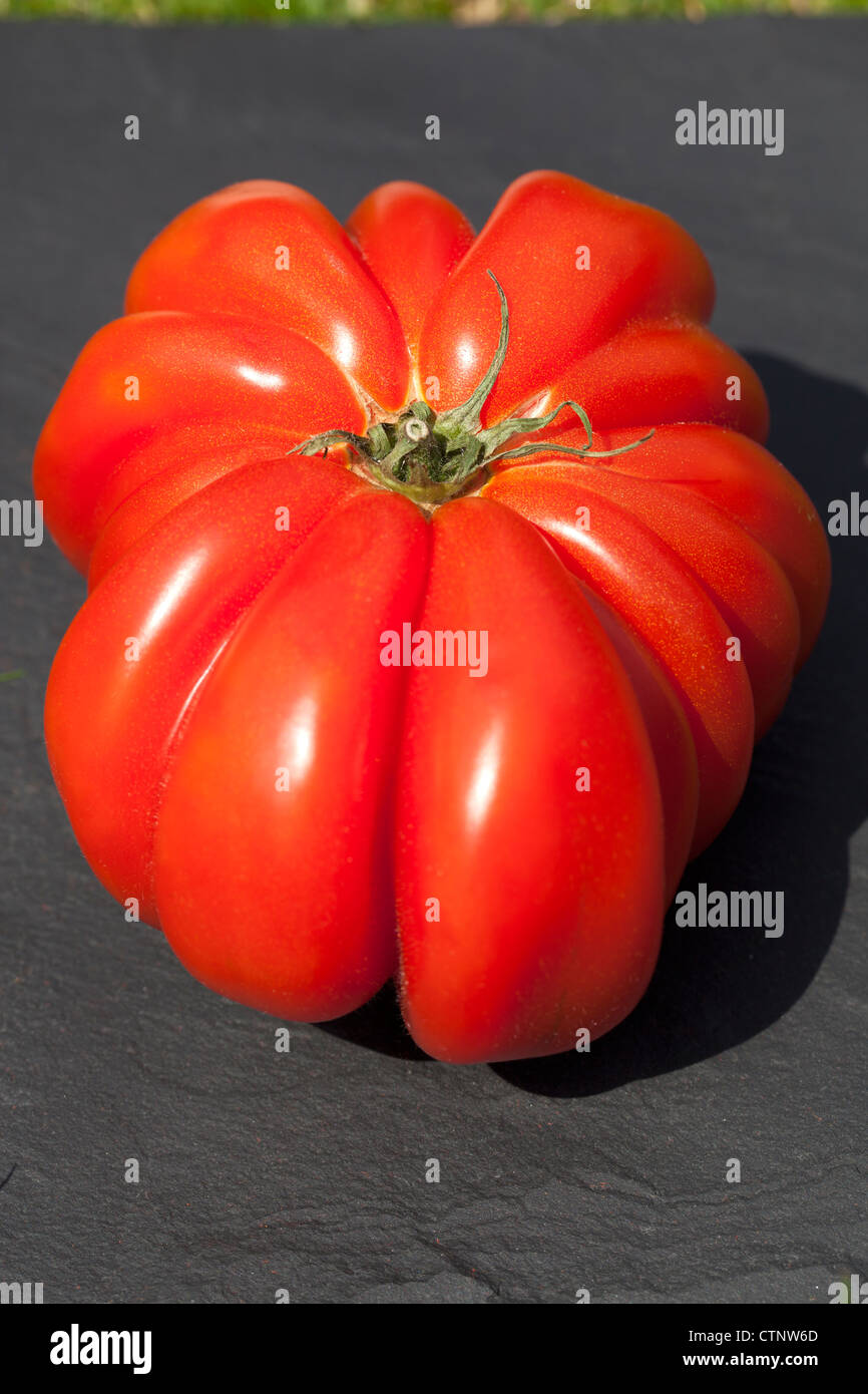 Tomate de bœuf géante (zapotec plissée) Banque D'Images