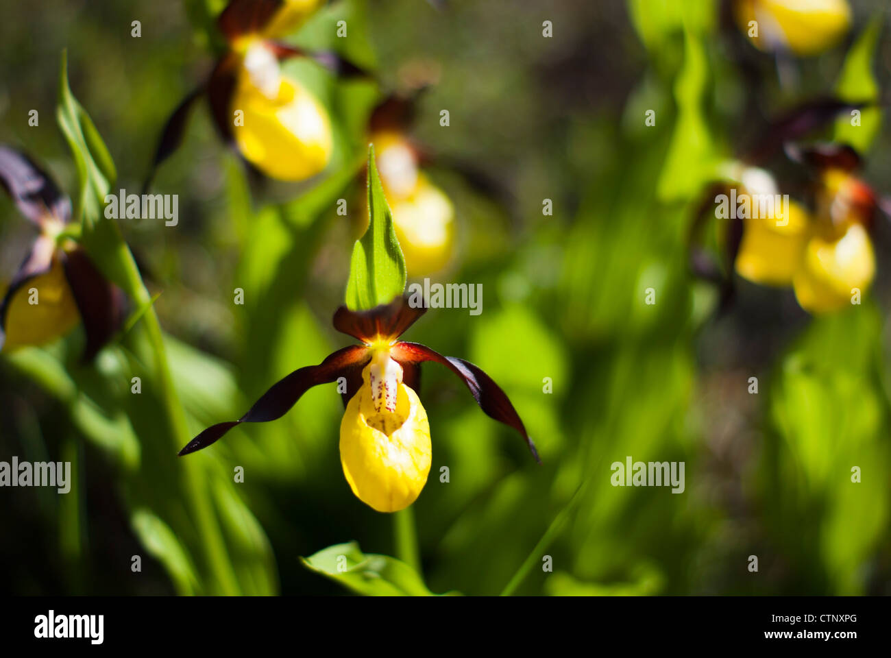 Lady's Slipper Orchid growing wild Banque D'Images