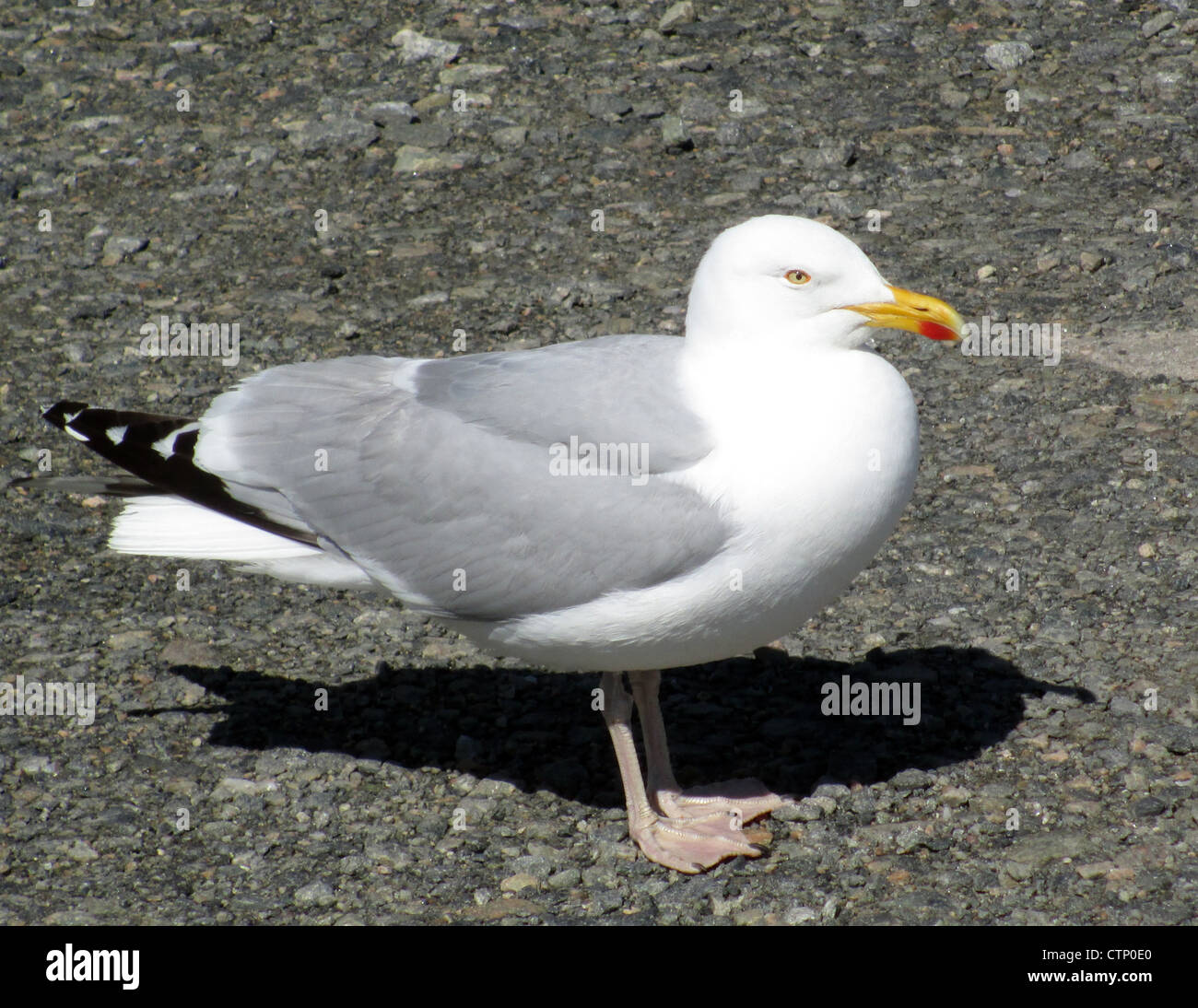 EUROPEAN Herring Gull (Larus argentatus) en plumage nuptial adultes à Oban, Scotland. Photo Tony Gale Banque D'Images