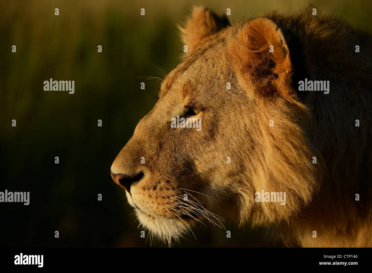 Portrait d'un adolescent l'African Lion au Kenya Maasai Mara dans earlly la lumière du matin. Banque D'Images