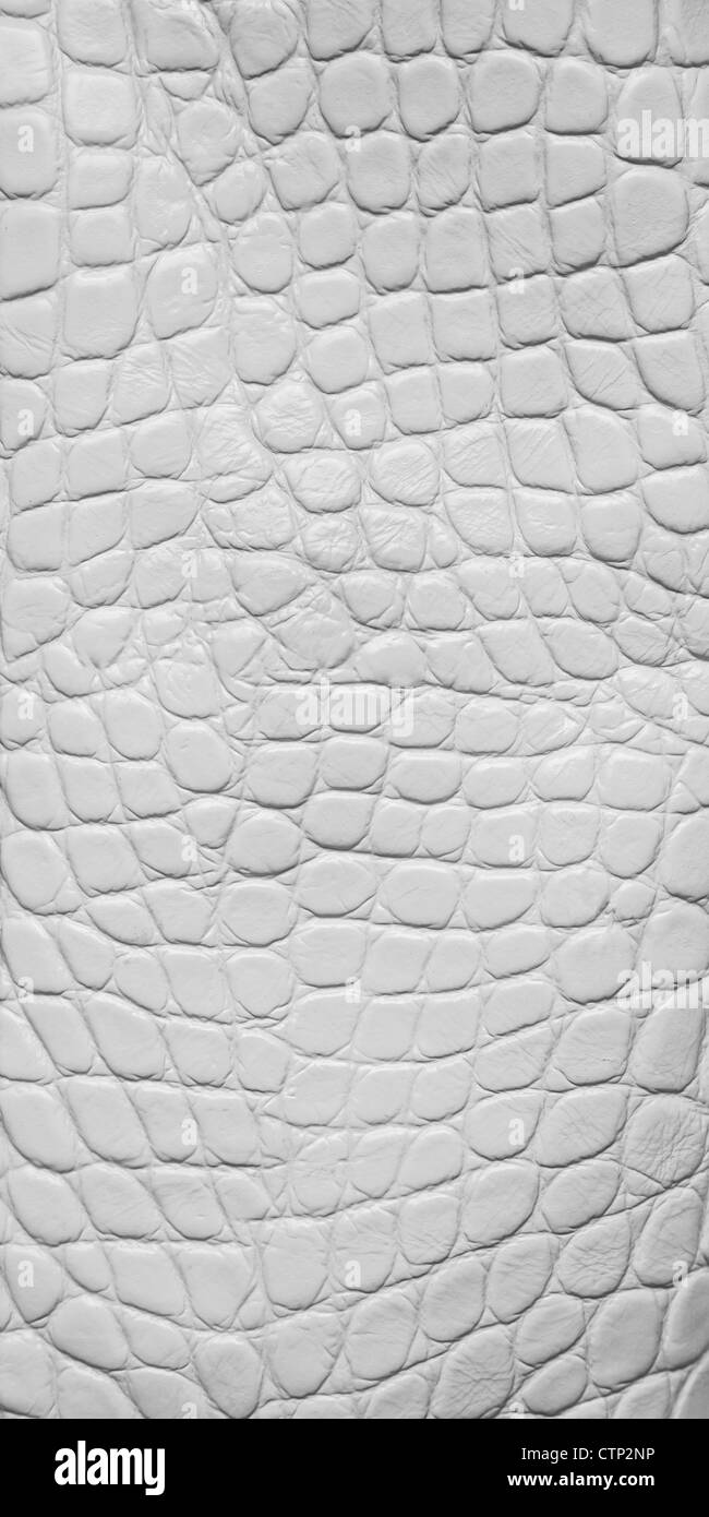 Texture de cuir de crocodile blanc, macro Banque D'Images