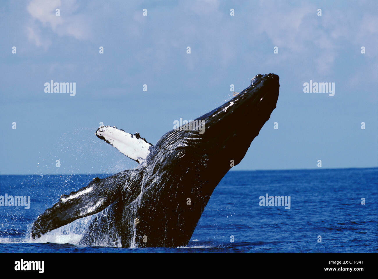Une baleine à bosse les brèches dans l'Alaska Frederick Sound, le passage de l'intérieur, la Forêt Nationale Tongass, sud-est de l'Alaska, l'automne Banque D'Images
