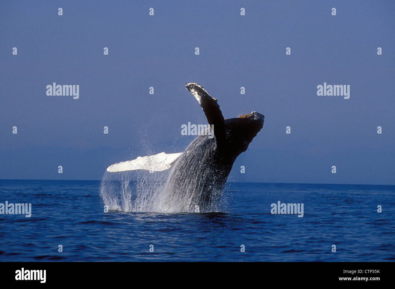 Une baleine à bosse les brèches dans l'Alaska Frederick Sound, le passage de l'intérieur, la Forêt Nationale Tongass, sud-est de l'Alaska, l'automne Banque D'Images