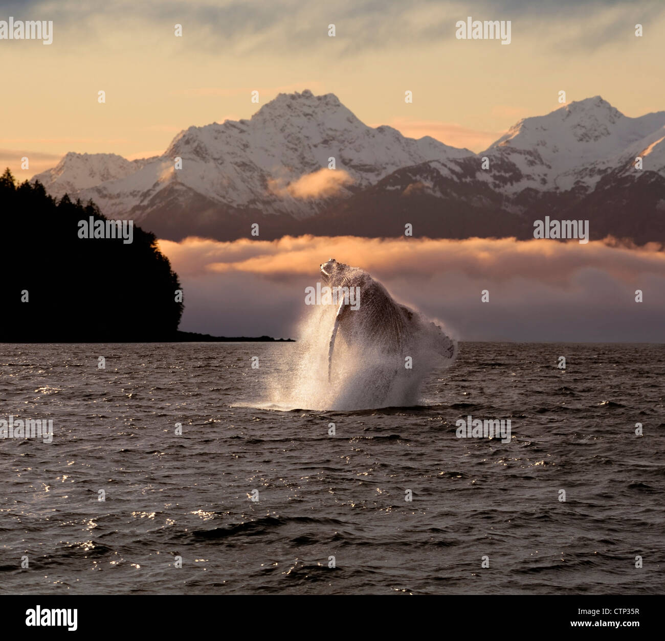 Une baleine à bosse:composite des brèches dans Inside Passage au lever du soleil au-delà de l'île de l'Amirauté, pic de l'Aigle Au sud-est de l'été Banque D'Images