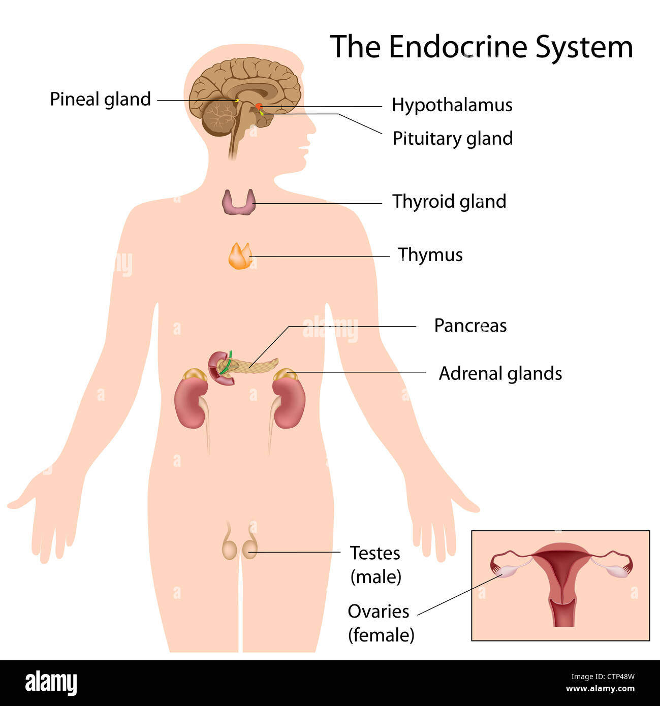 Le système endocrinien Banque D'Images