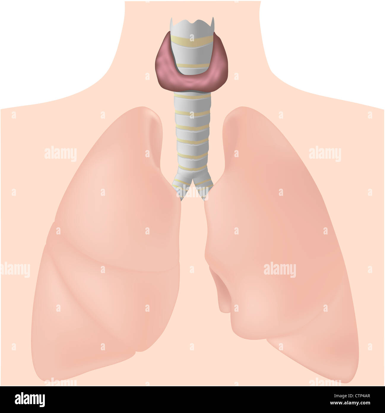 Glande thyroïde Banque D'Images