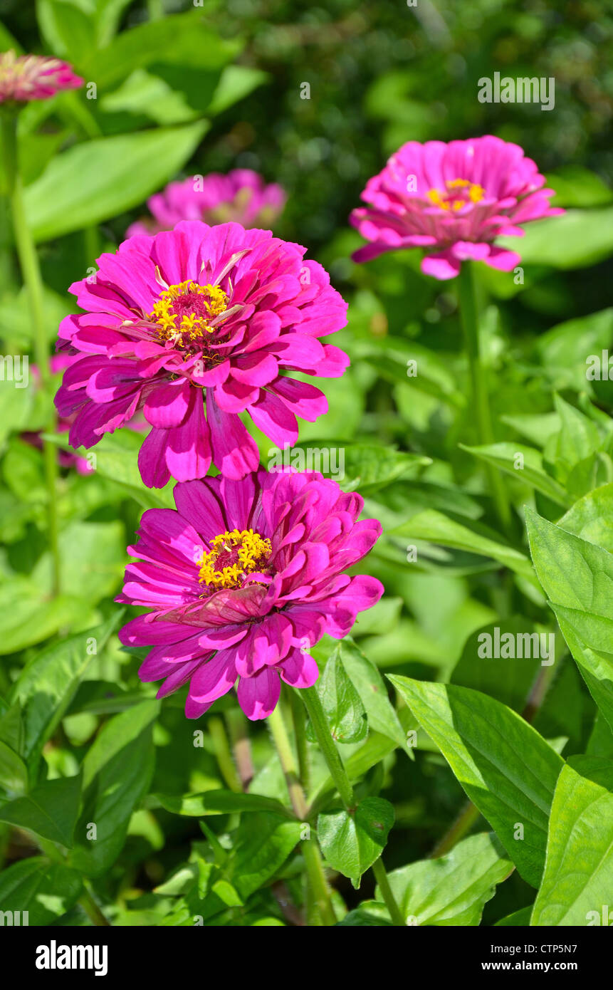 Zinnia violet fleurs en pleine floraison Banque D'Images