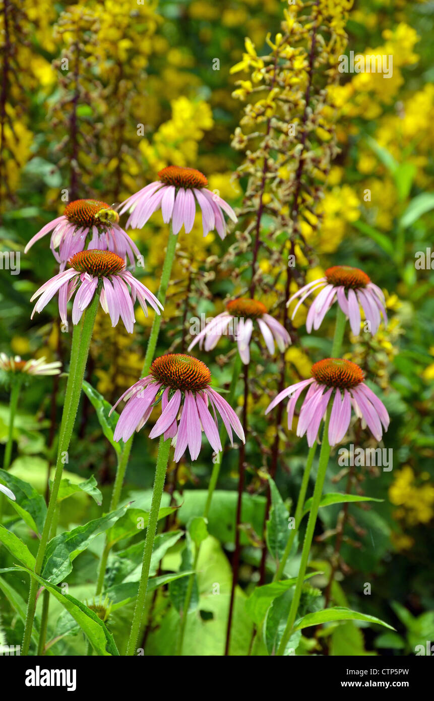 Échinacée pourpre jardin en été Banque D'Images