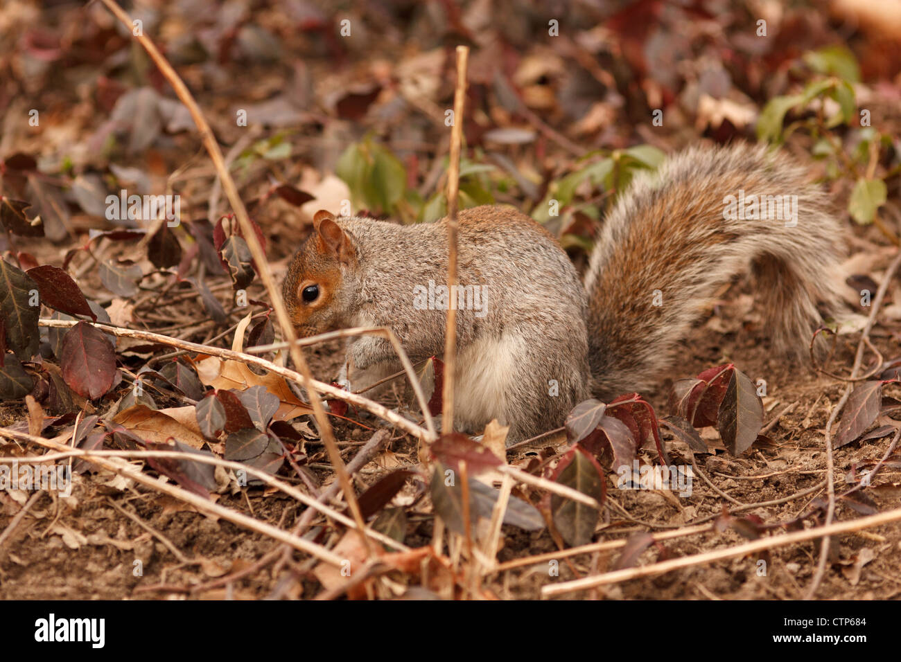 L'écureuil roux avec un écrou Central Park Banque D'Images