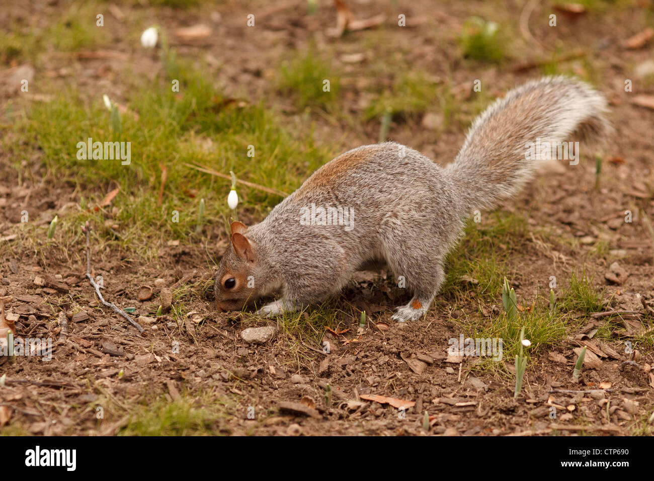 L'écureuil roux avec un écrou Central Park Banque D'Images