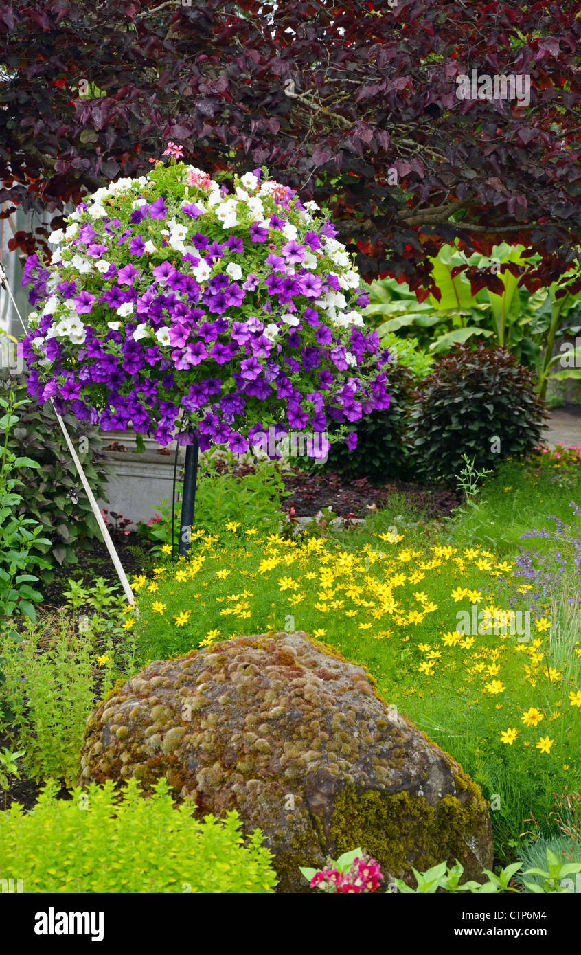 Beau jardin de printemps avec les pétunias et marguerites Banque D'Images