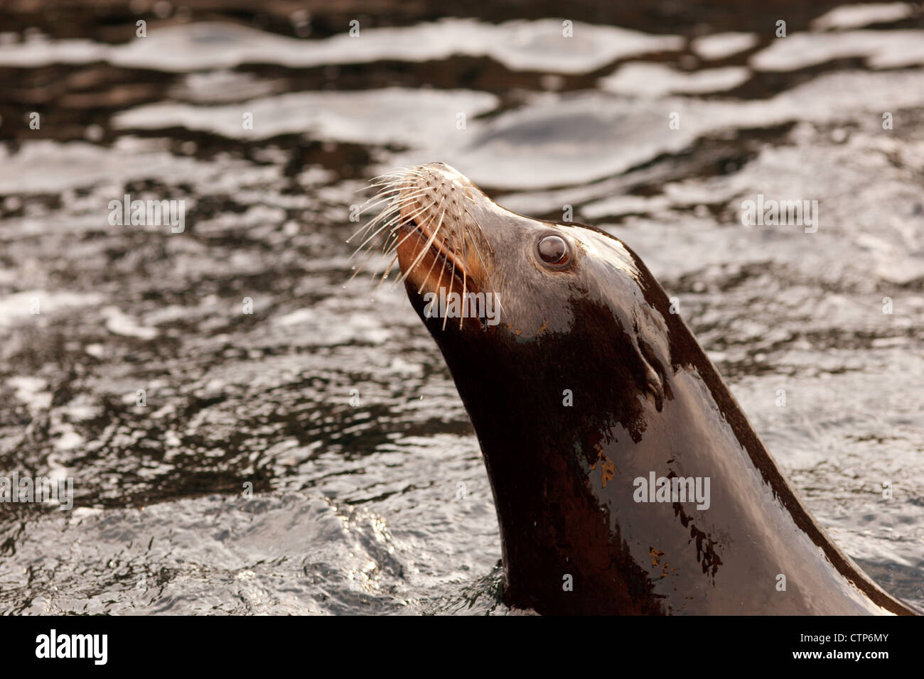 Joint dans l'Aquarium de Brighton Beach, New York Banque D'Images