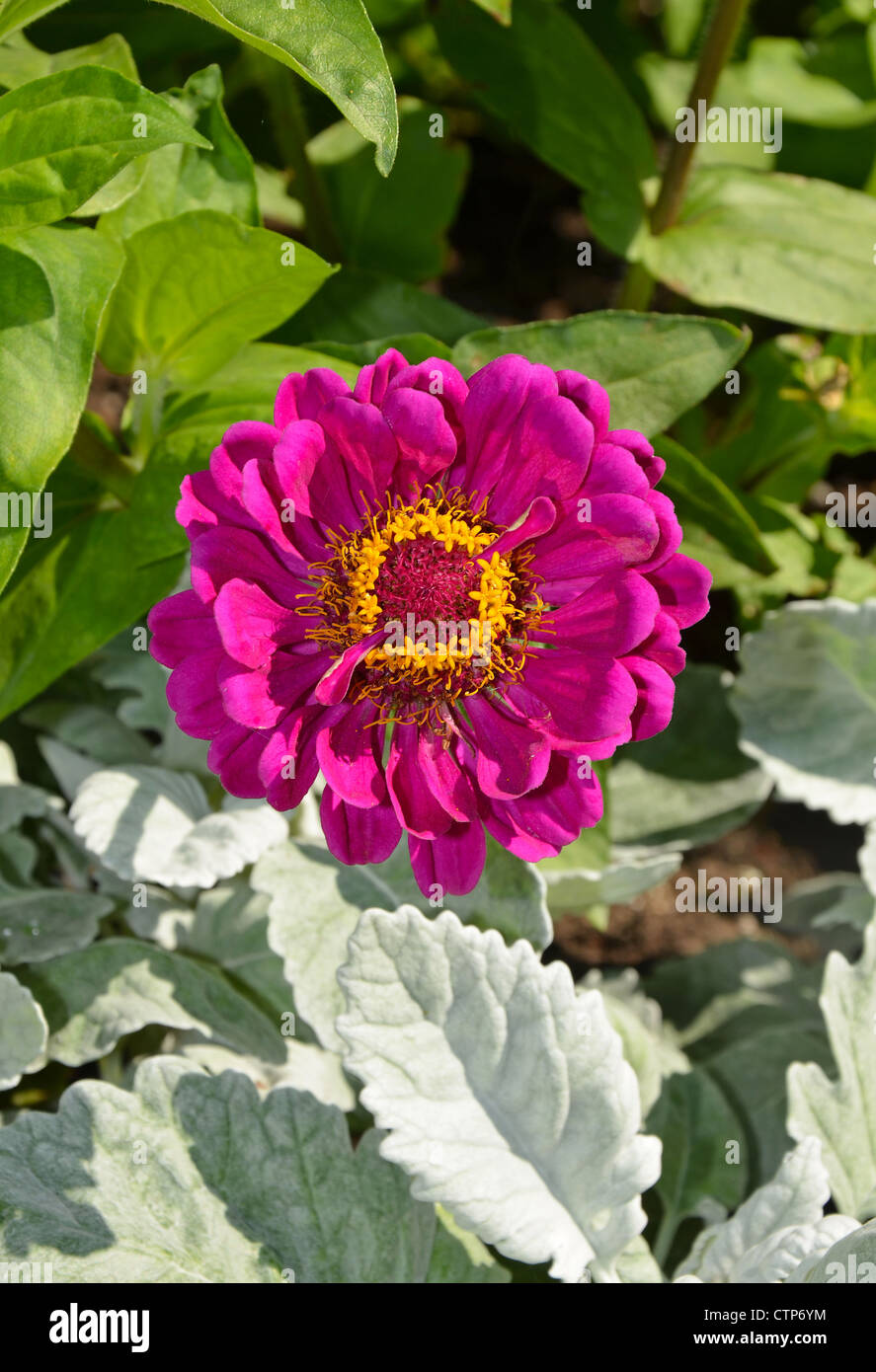 Pourpre simple fleur zinnia Banque D'Images