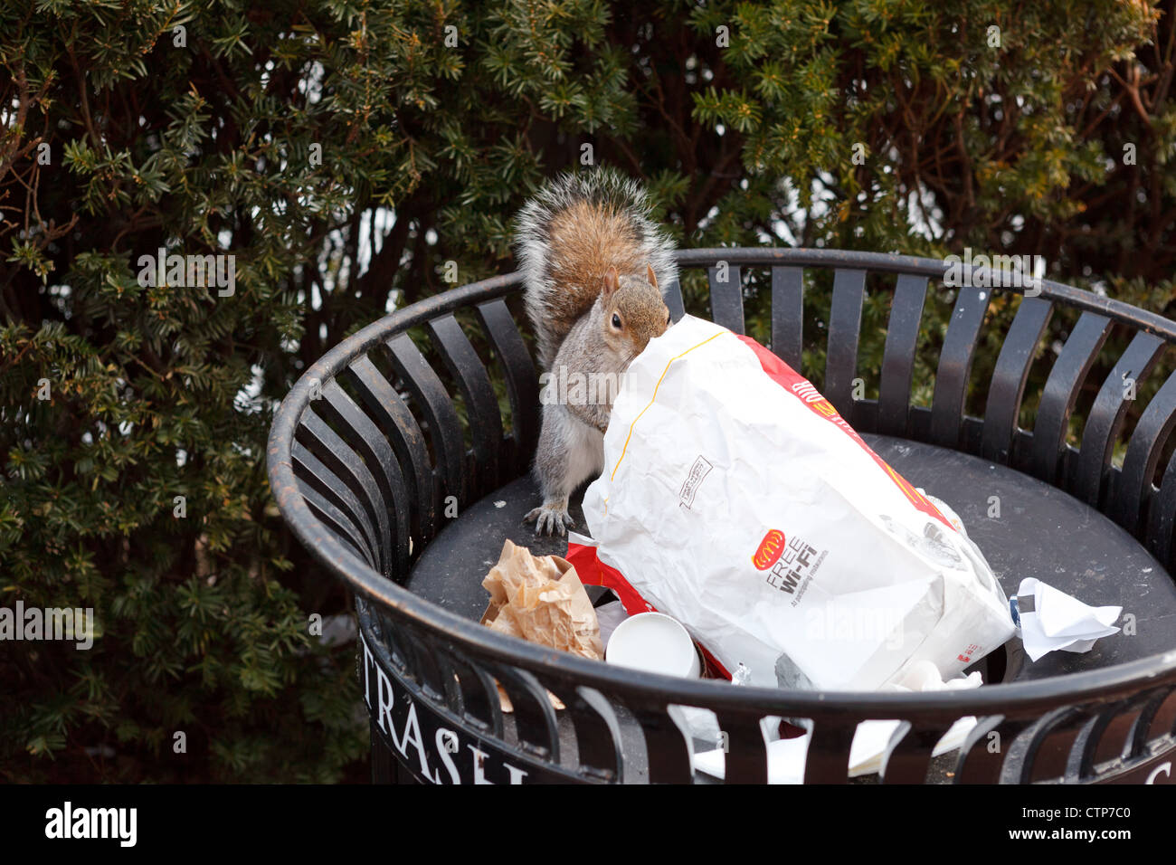 Écureuil dans McDonald's bag Banque D'Images