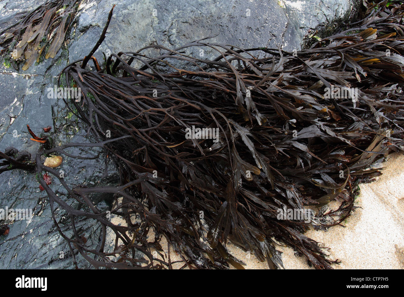 Rack de la vessie, d'algues (Fucus vesiculosus), Banque D'Images