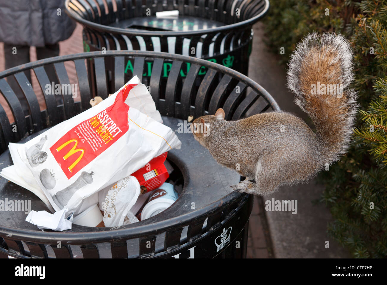 Écureuil dans McDonald's bag Banque D'Images