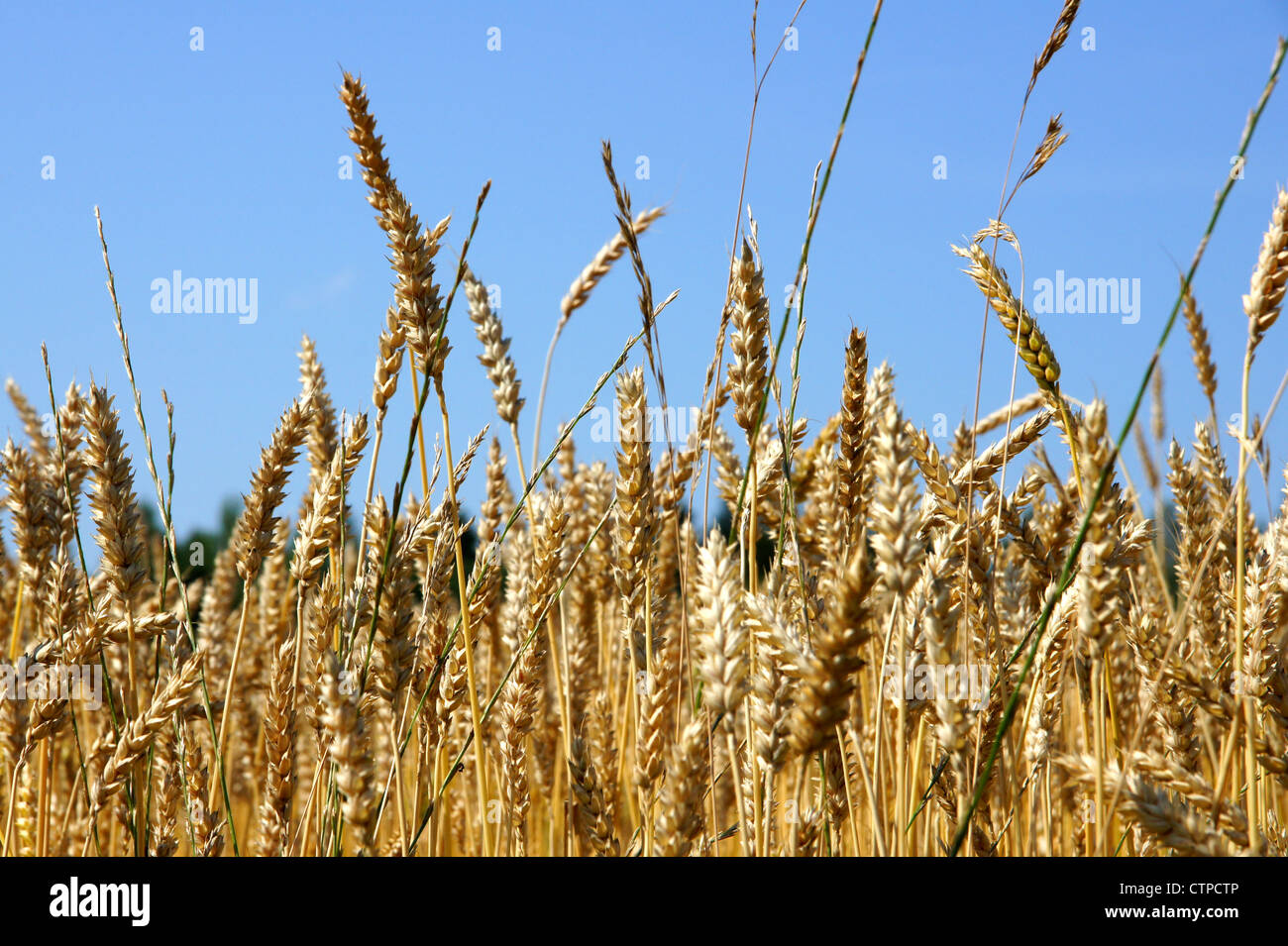 De plus en plus prêts pour la récolte des céréales dans un champ agricole Banque D'Images