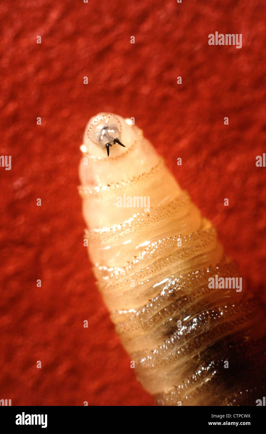 La larve de la lucilie bouchère Close-Up Banque D'Images