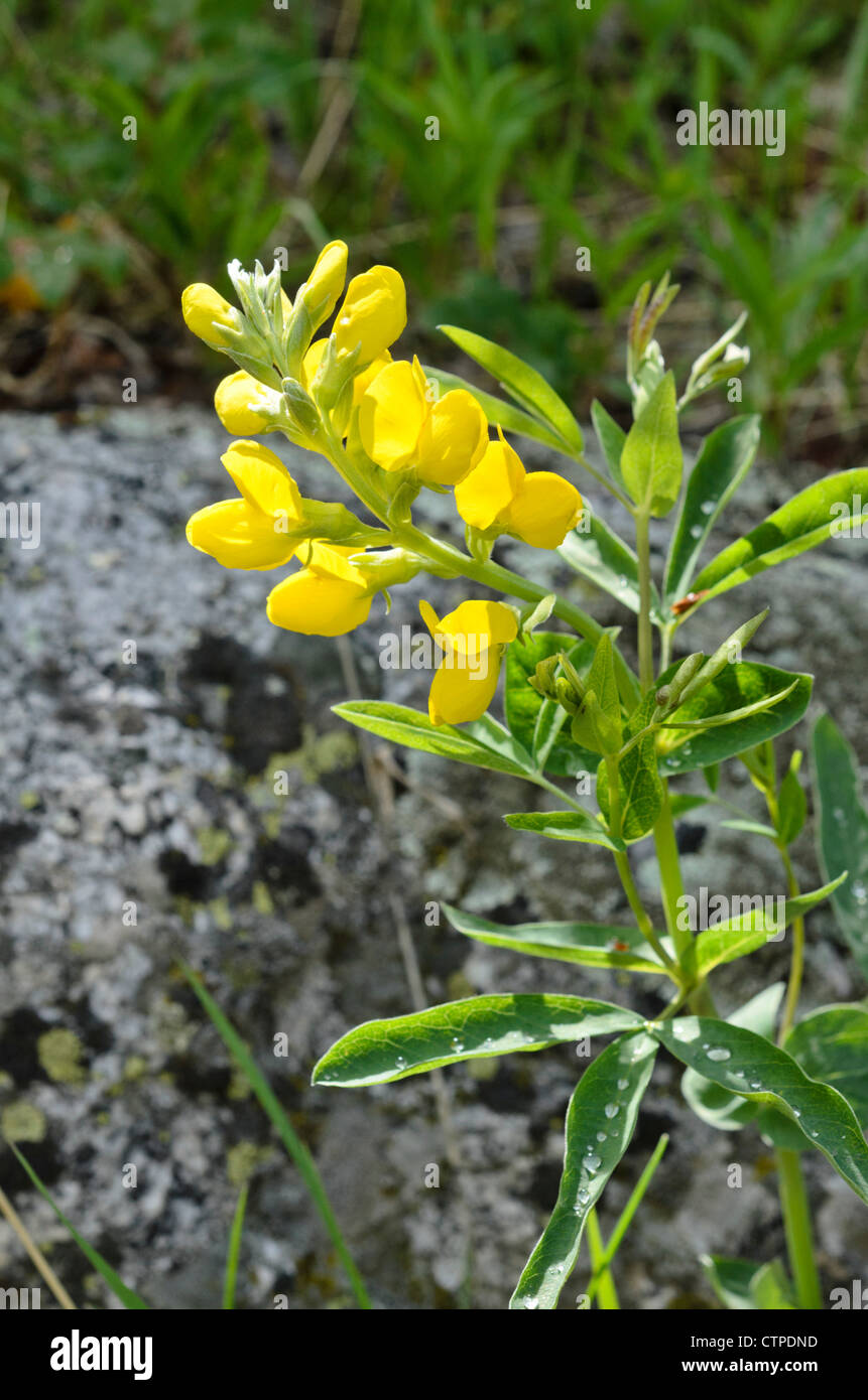 Thermopsis montana (bannière d'or) Banque D'Images