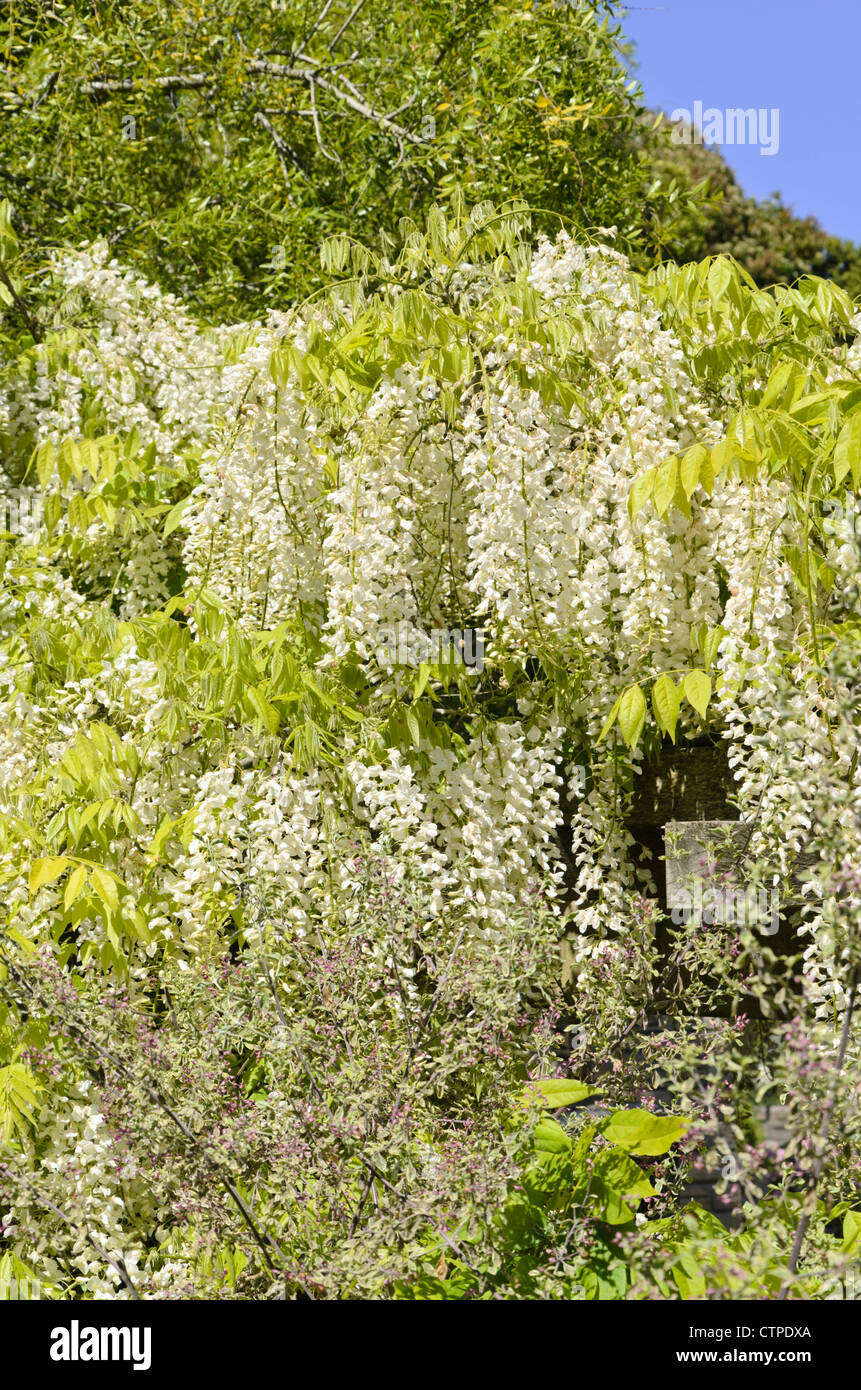 Wisteria floribunda (glycine du Japon 'Alba') Banque D'Images