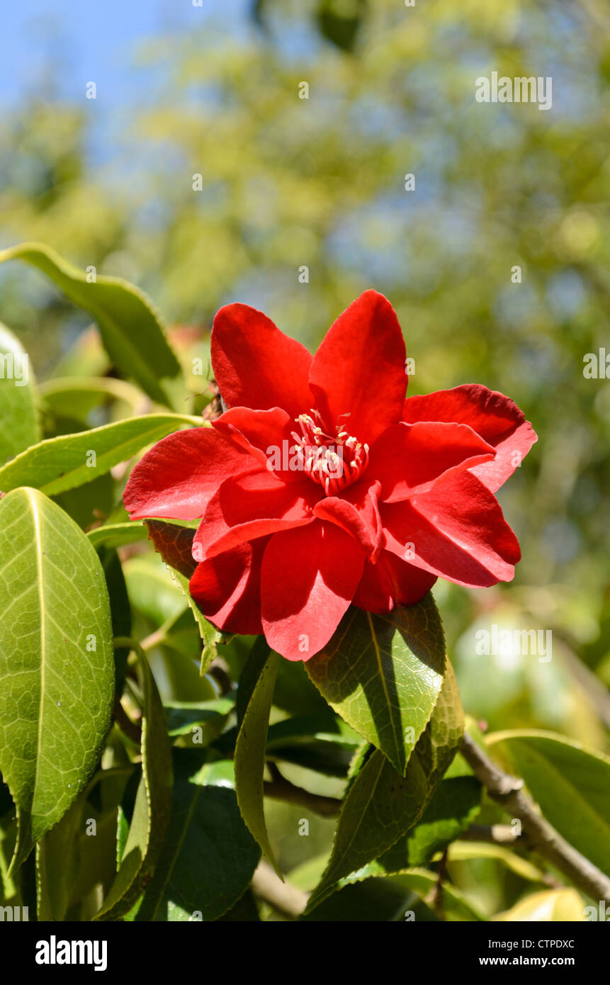 Japanese camellia (camellia japonica 'royal velvet') Banque D'Images