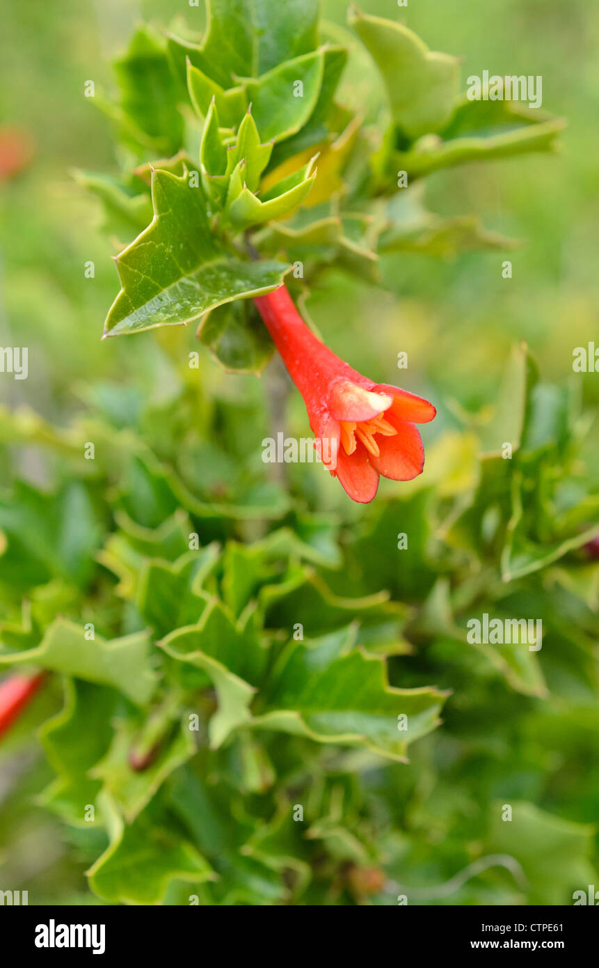 Holly (desfontainia spinosa chilien) Banque D'Images