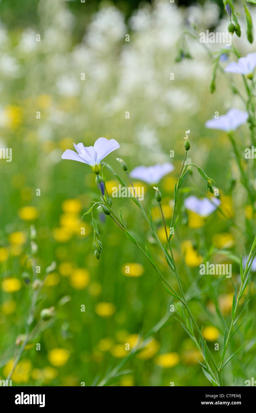 Lin (Linum perenne vivace) Banque D'Images