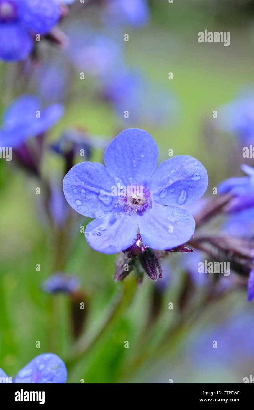 Grand bleu orcanette (Anchusa azurea) Banque D'Images