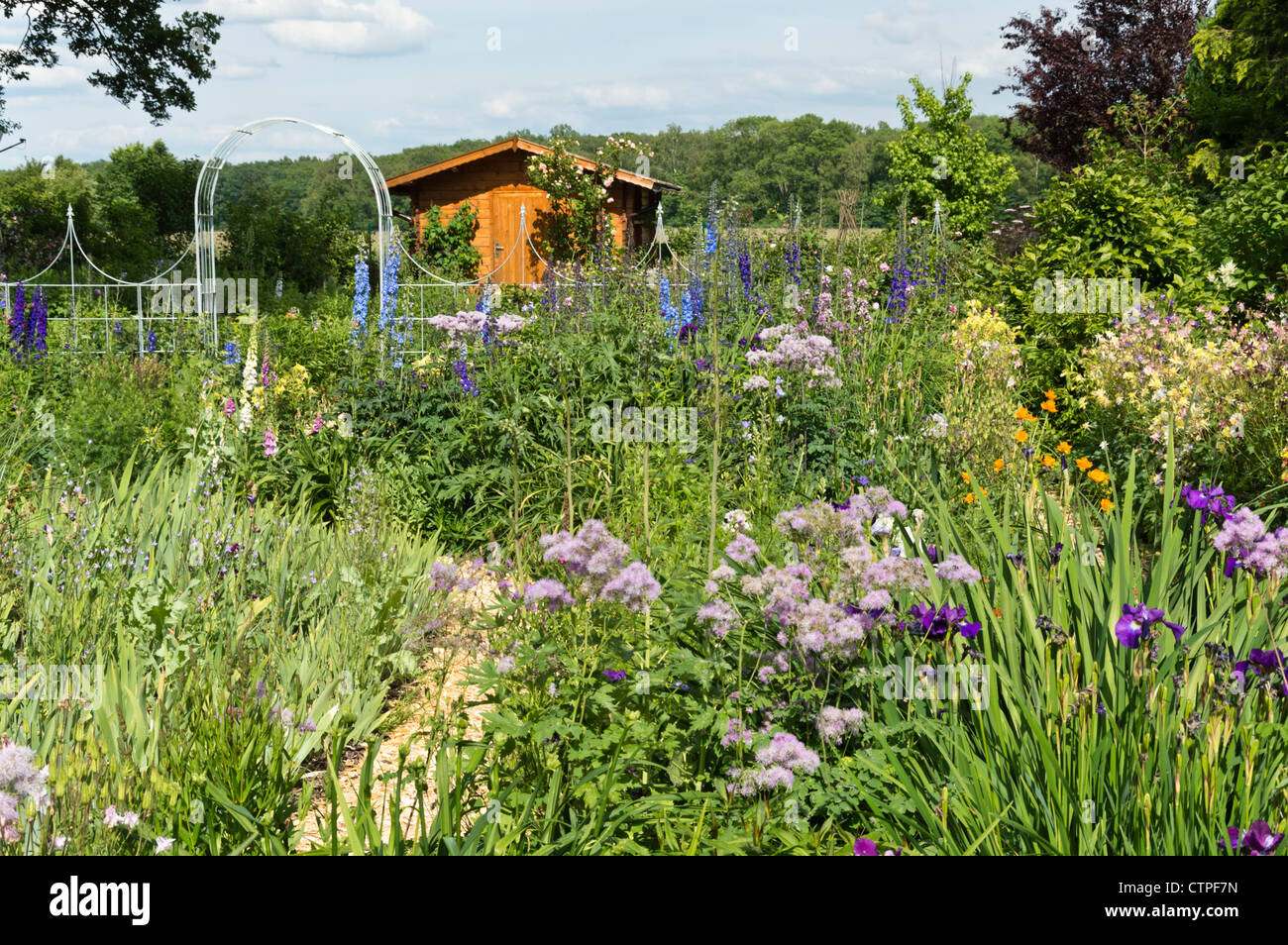 Delphinium Delphinium elatum () et rue des prés (thalictrum). design : Marianne et detlef lüdke Banque D'Images