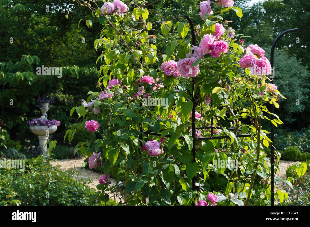 English rose (Rosa Gertrude Jekyll) avec trellis dans un jardin de roses. Design : Marianne et Detlef Lüdke Banque D'Images